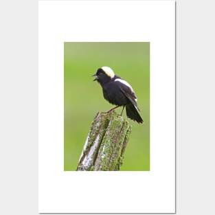 Bobolink Posters and Art